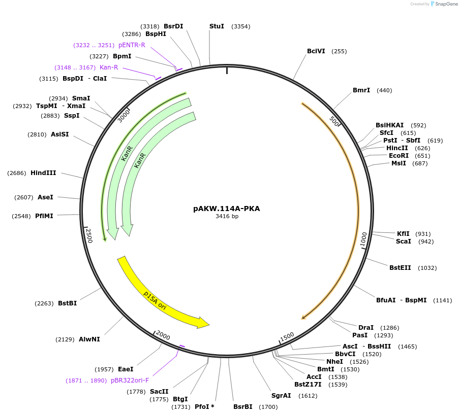 154051-plasmid-map-sequence-id-317675