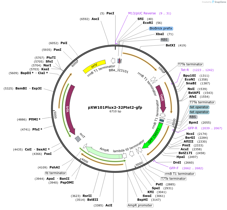160821-plasmid-map-sequence-id-317677