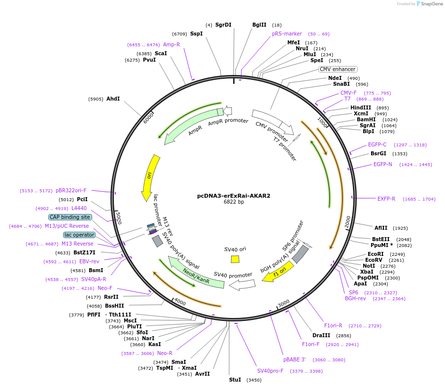 161756-plasmid-map-sequence-id-317679