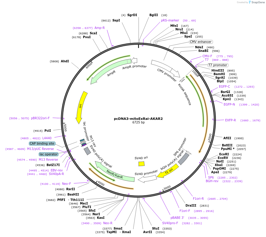 161757-plasmid-map-sequence-id-317686
