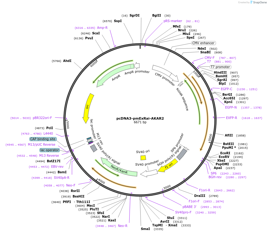 161755-plasmid-map-sequence-id-317689