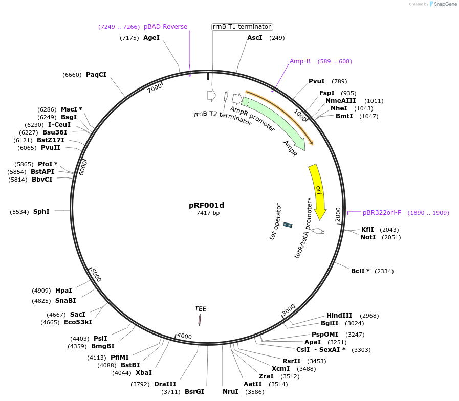 156322-plasmid-map-sequence-id-317700