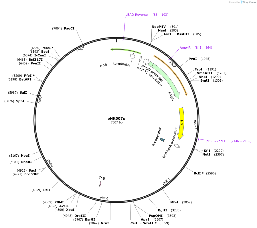 156325-plasmid-map-sequence-id-317704
