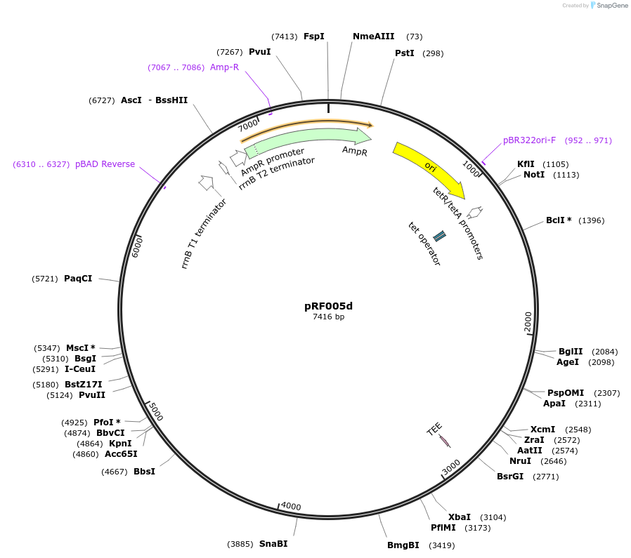 156327-plasmid-map-sequence-id-317706