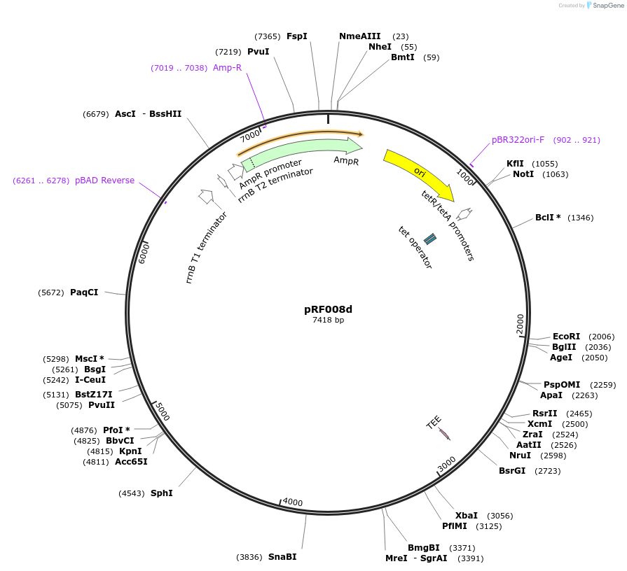 156330-plasmid-map-sequence-id-317709
