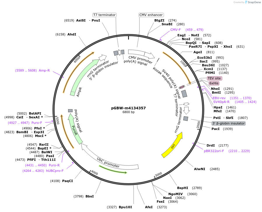 152589-plasmid-map-sequence-id-317728