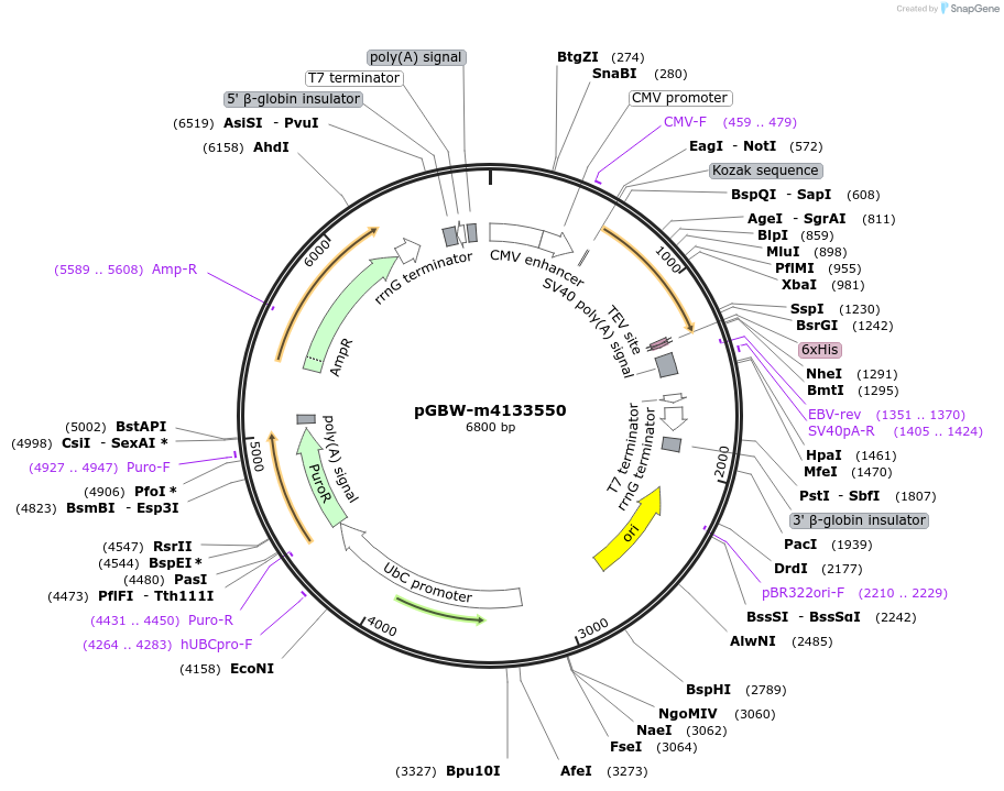 152920-plasmid-map-sequence-id-317731