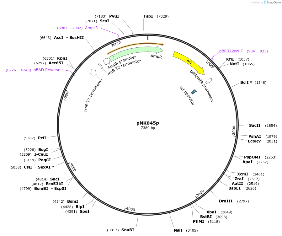 156335-plasmid-map-sequence-id-317744