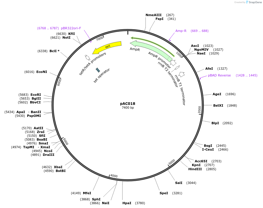 156338-plasmid-map-sequence-id-317749