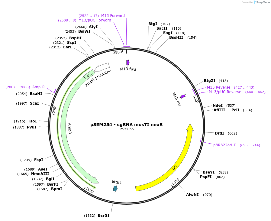 159831-plasmid-map-sequence-id-317751