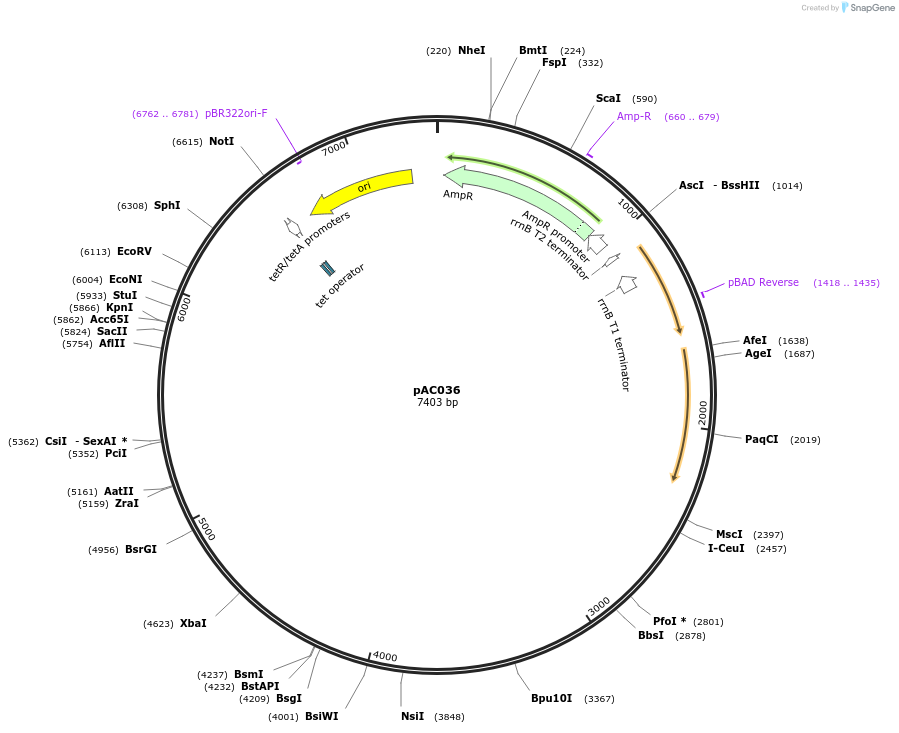 156342-plasmid-map-sequence-id-317756