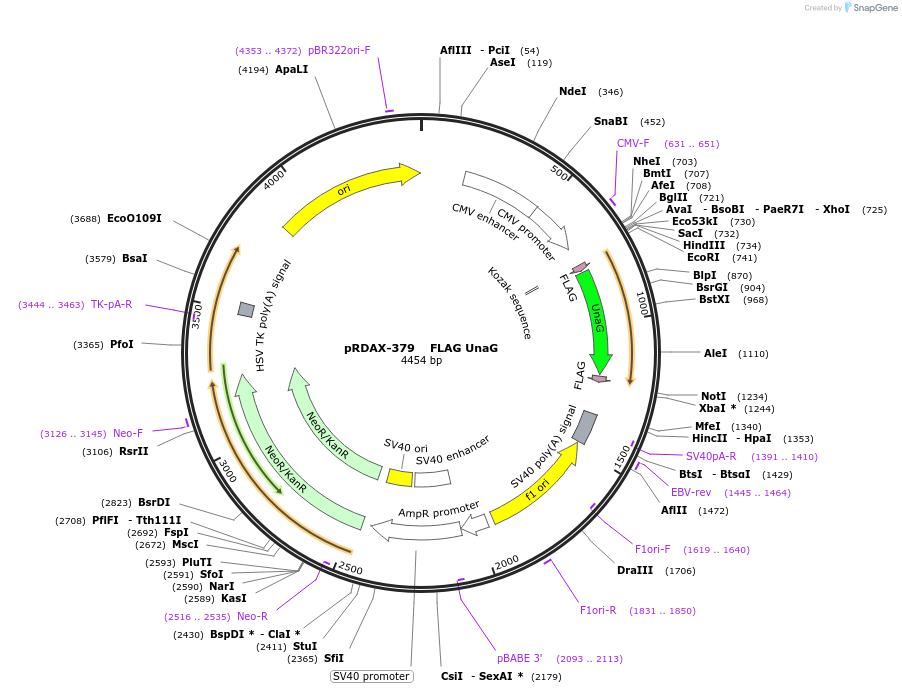 130131-plasmid-map-sequence-id-317771