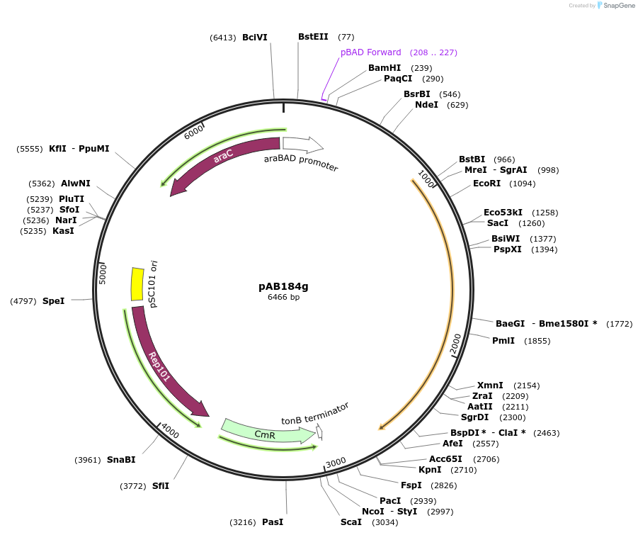 156364-plasmid-map-sequence-id-317782