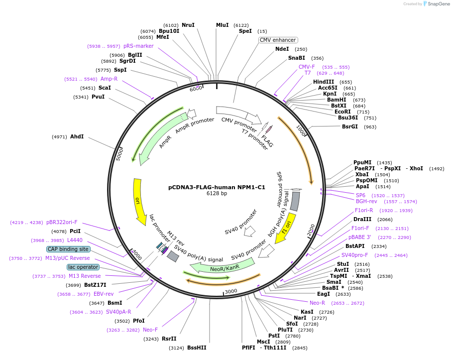 160693-plasmid-map-sequence-id-317786