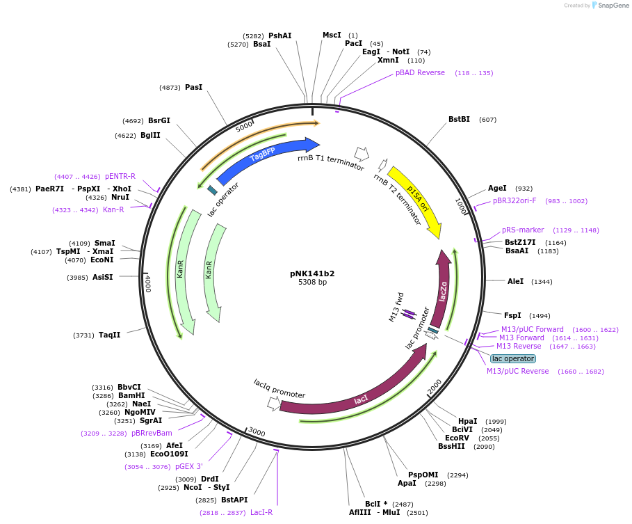 156375-plasmid-map-sequence-id-317799