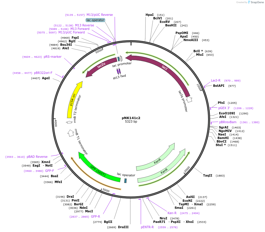 156376-plasmid-map-sequence-id-317800