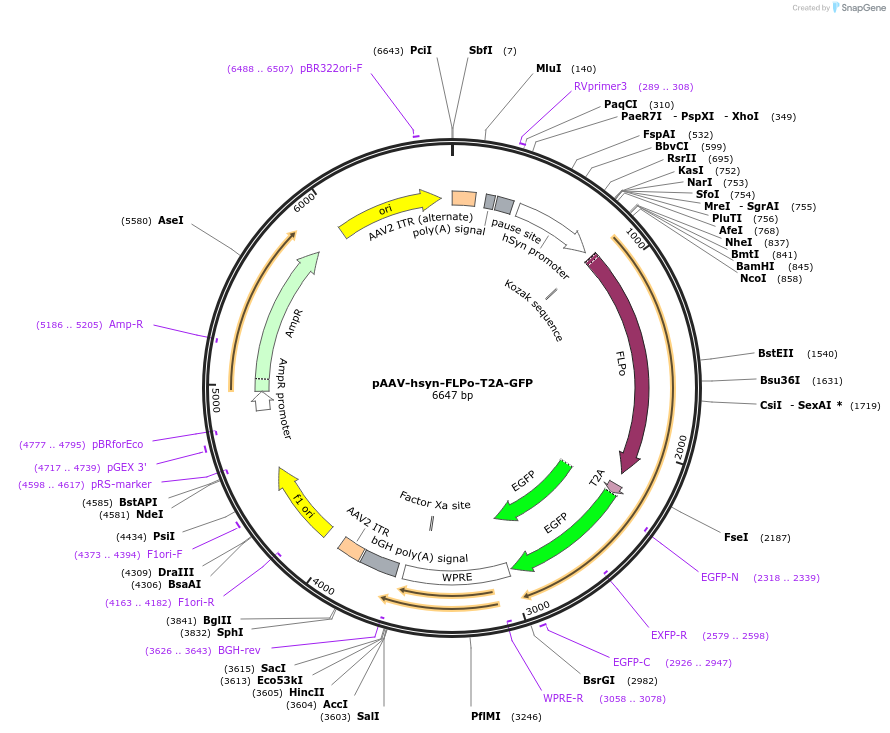 161766-plasmid-map-sequence-id-317821