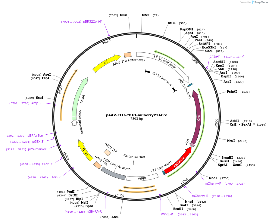 161773-plasmid-map-sequence-id-317822