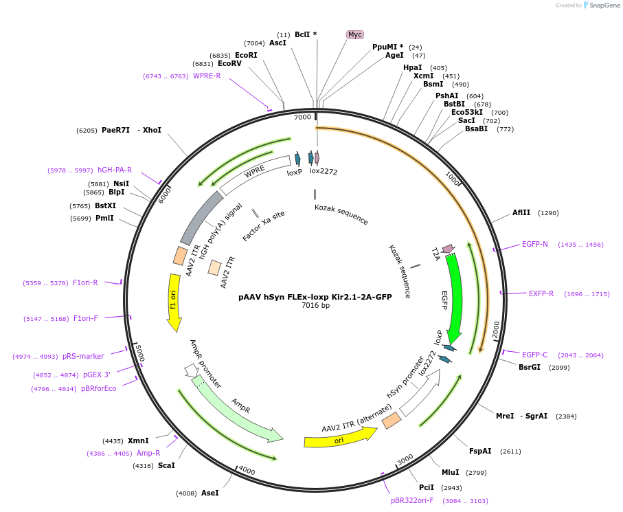 161574-plasmid-map-sequence-id-317850