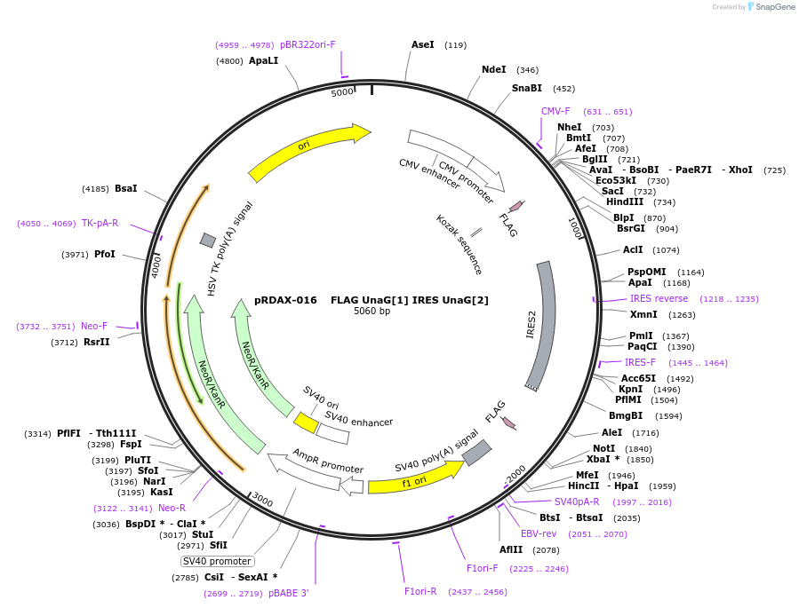 130126-plasmid-map-sequence-id-317864