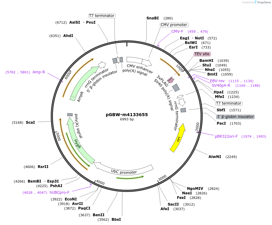 151978-plasmid-map-sequence-id-317900