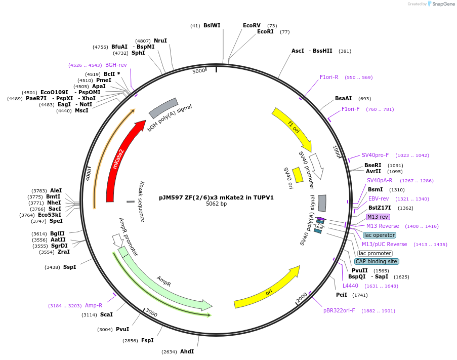 161531-plasmid-map-sequence-id-317918