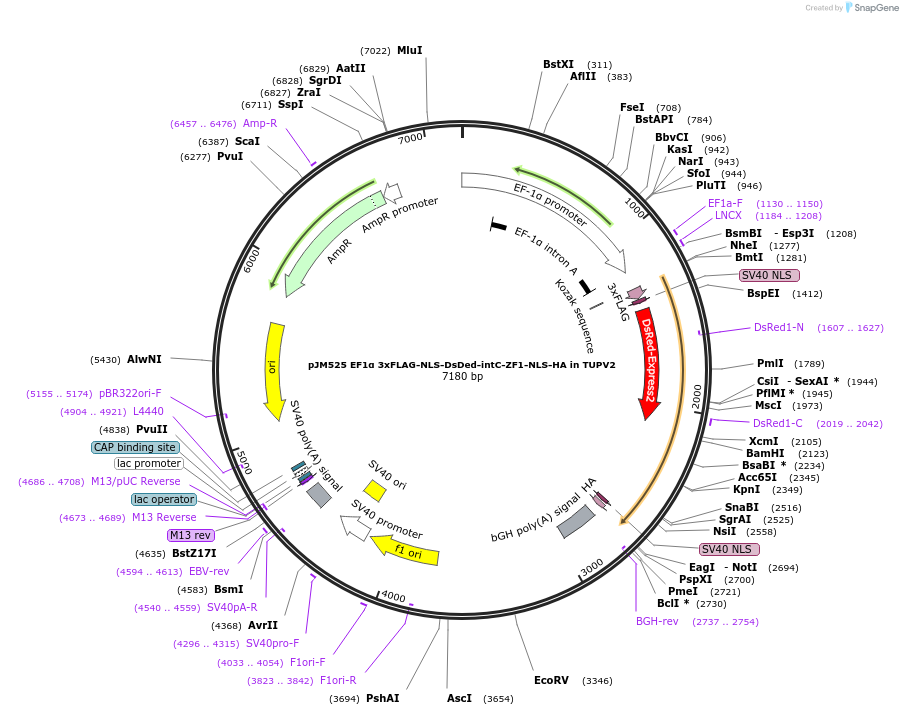 161554-plasmid-map-sequence-id-317923