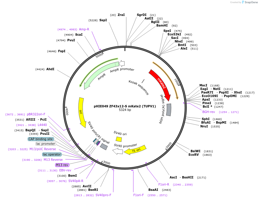 138729-plasmid-map-sequence-id-317926