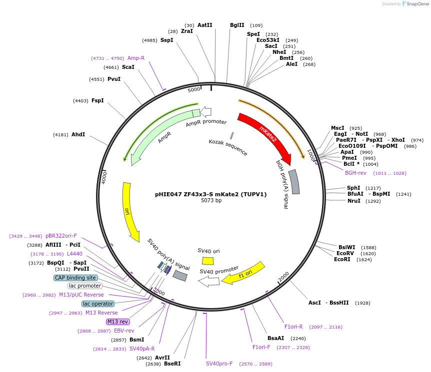 138727-plasmid-map-sequence-id-317944