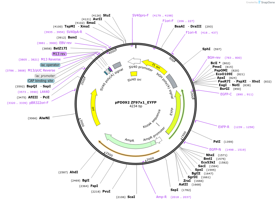 138719-plasmid-map-sequence-id-317946