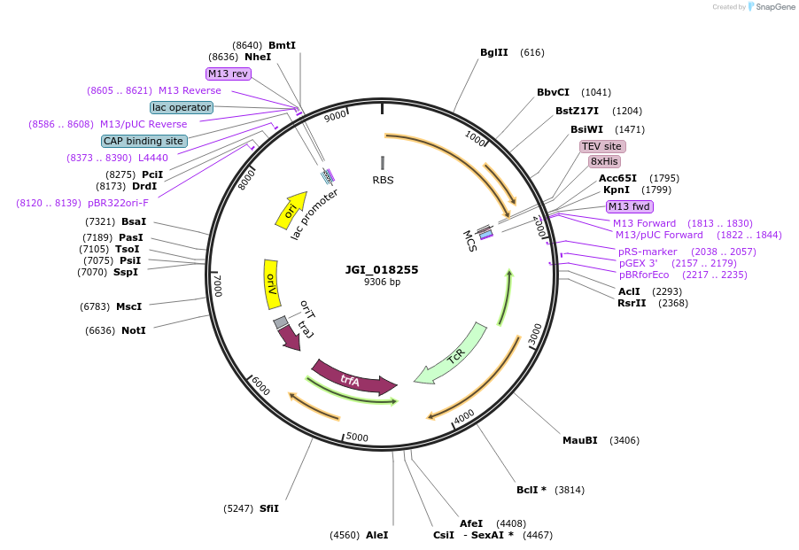 158805-plasmid-map-sequence-id-317951