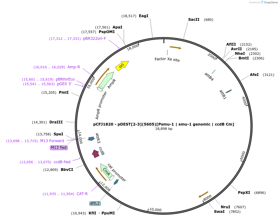 159838-plasmid-map-sequence-id-317992