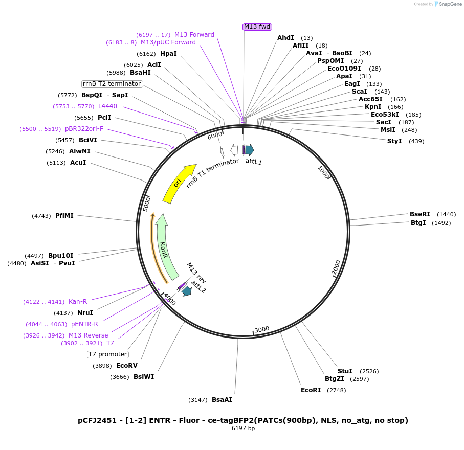 159845-plasmid-map-sequence-id-317997