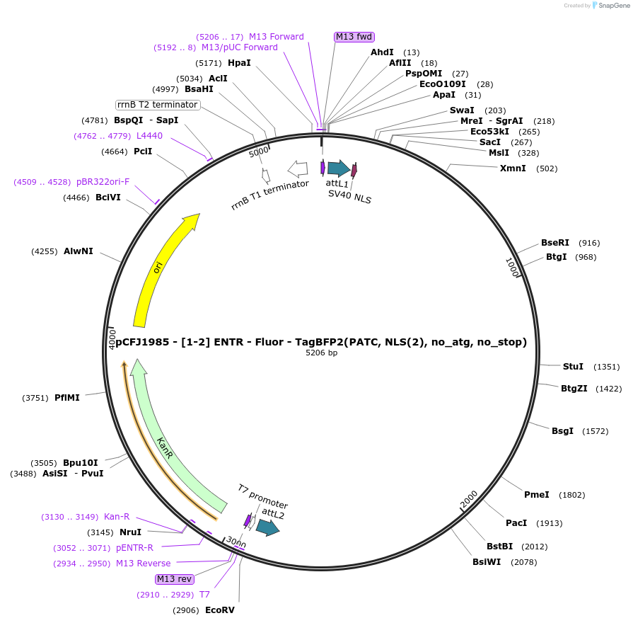159846-plasmid-map-sequence-id-317999