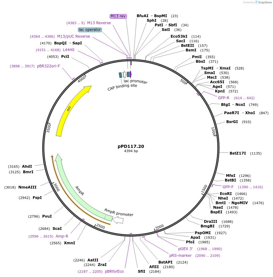 1712-plasmid-map-sequence-id-318