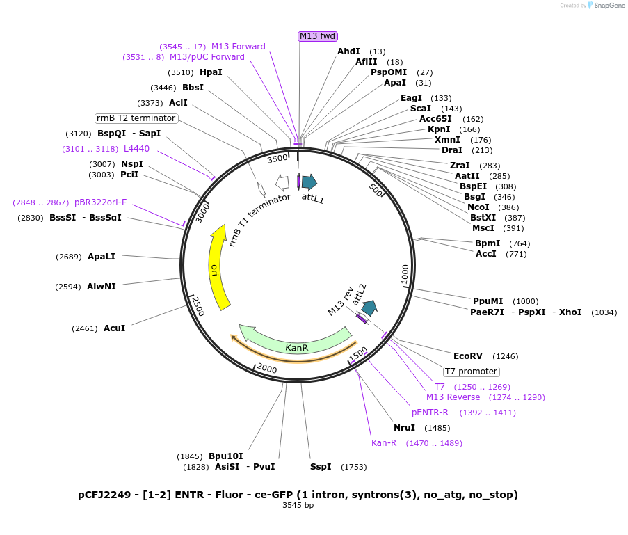 159847-plasmid-map-sequence-id-318005