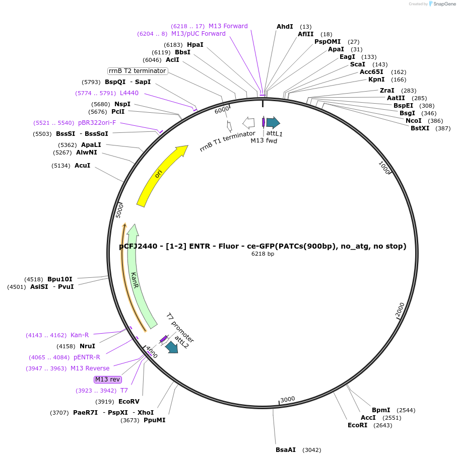 159849-plasmid-map-sequence-id-318007