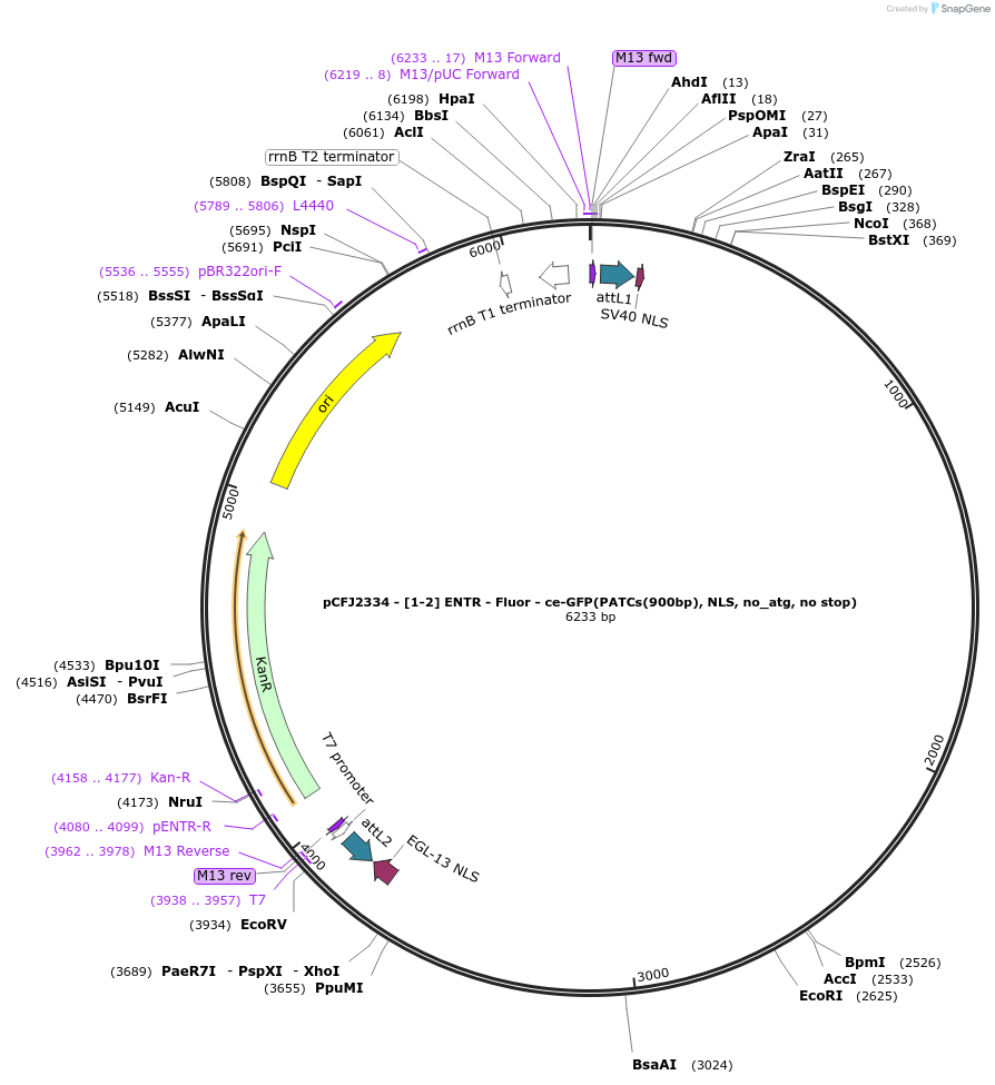 159850-plasmid-map-sequence-id-318009