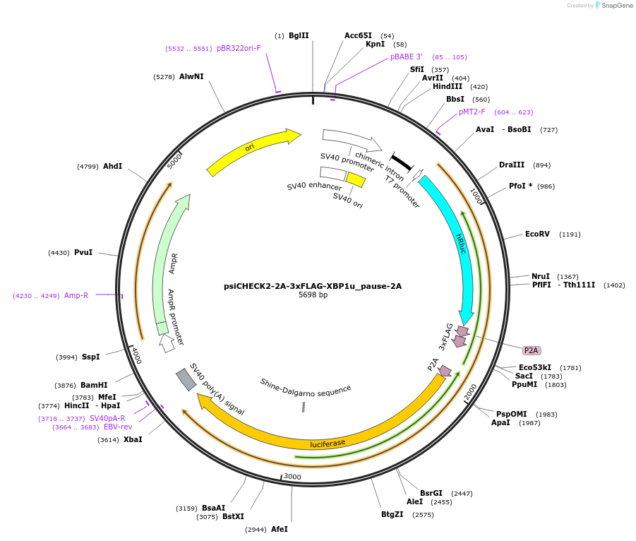 159583-plasmid-map-sequence-id-318020