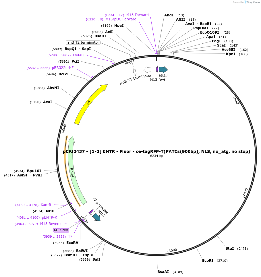 159857-plasmid-map-sequence-id-318022