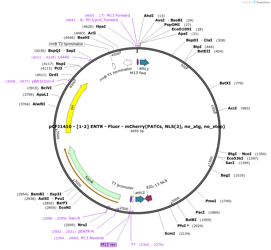 159859-plasmid-map-sequence-id-318032