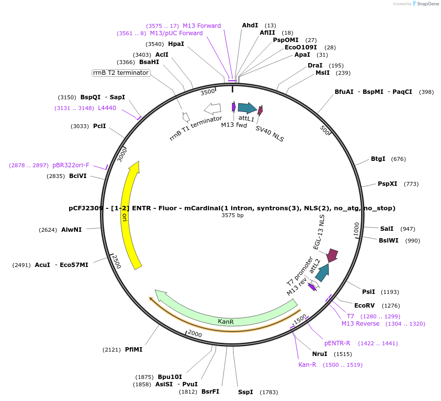 159861-plasmid-map-sequence-id-318036