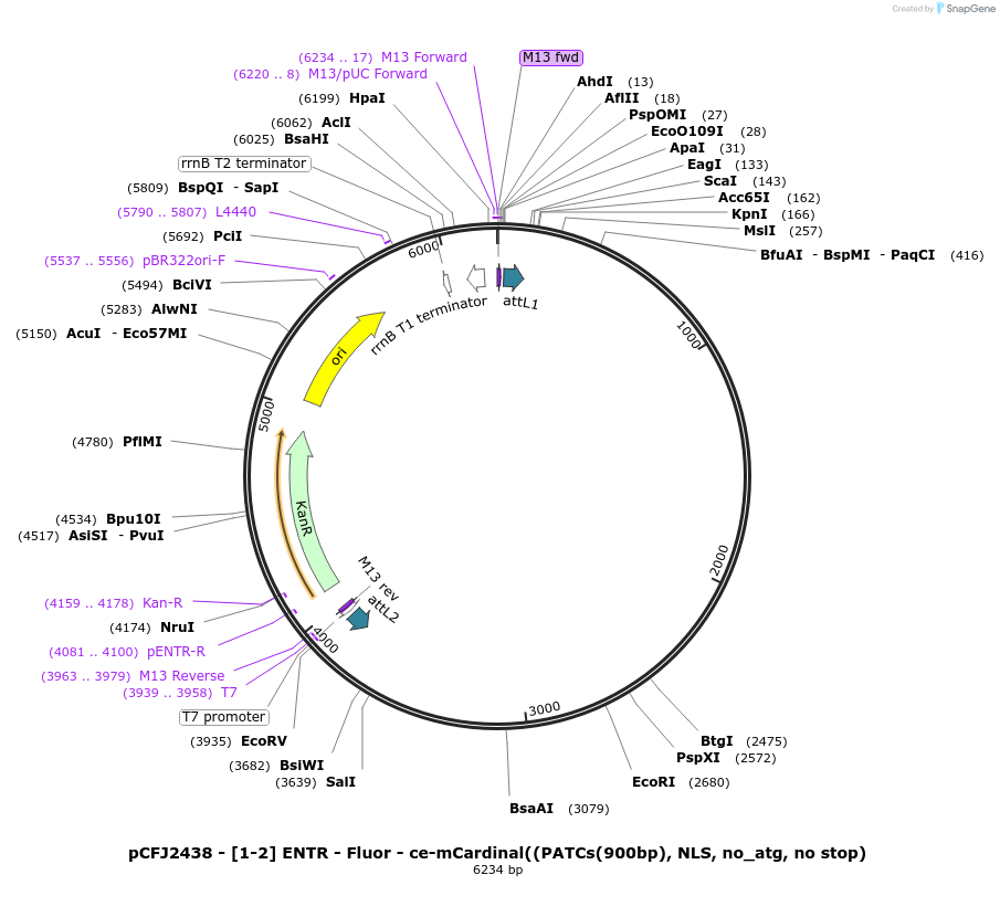 159862-plasmid-map-sequence-id-318041