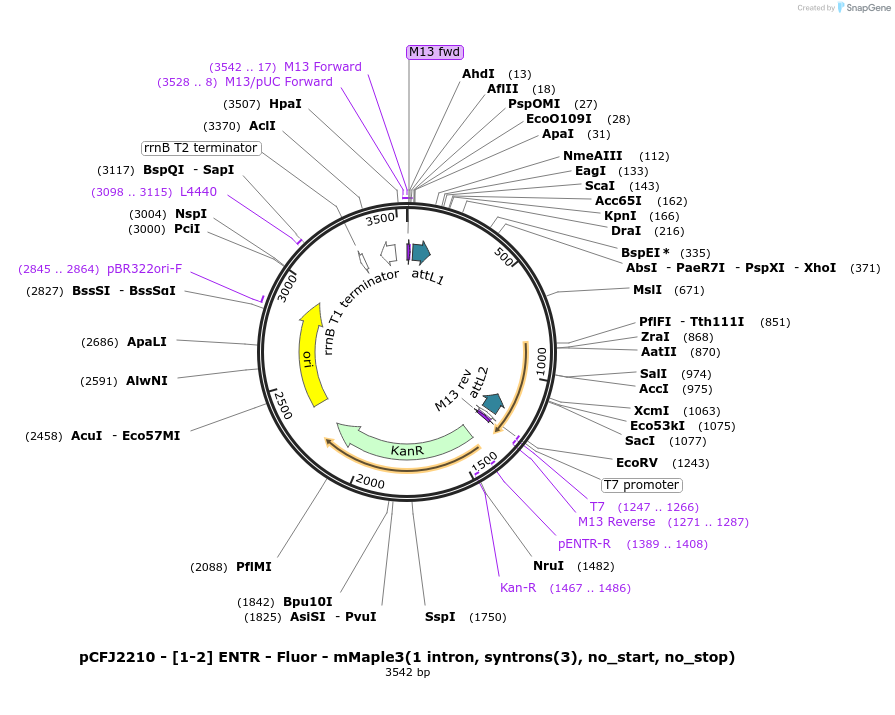 159864-plasmid-map-sequence-id-318048