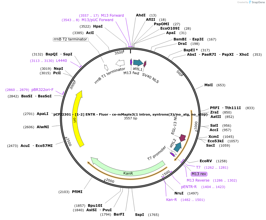 159865-plasmid-map-sequence-id-318050