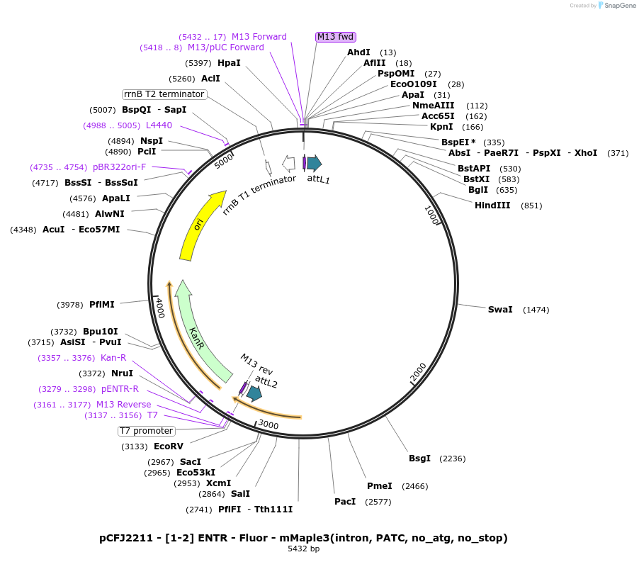 159866-plasmid-map-sequence-id-318053