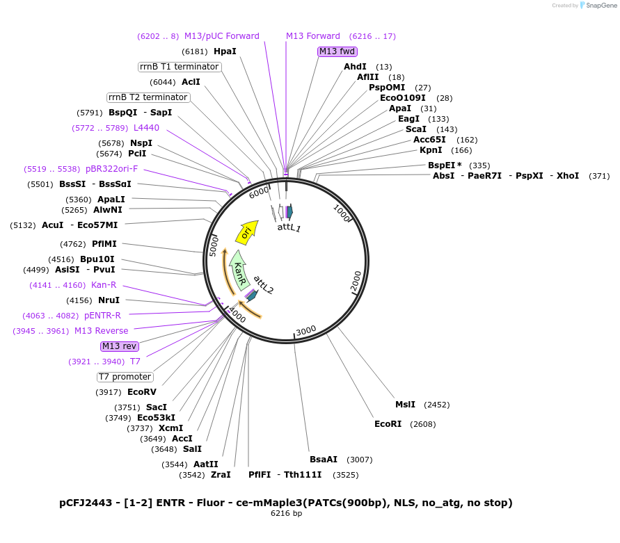 159867-plasmid-map-sequence-id-318055