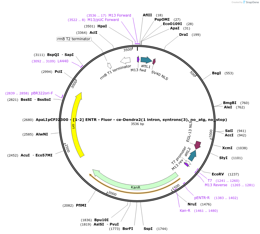 159869-plasmid-map-sequence-id-318057