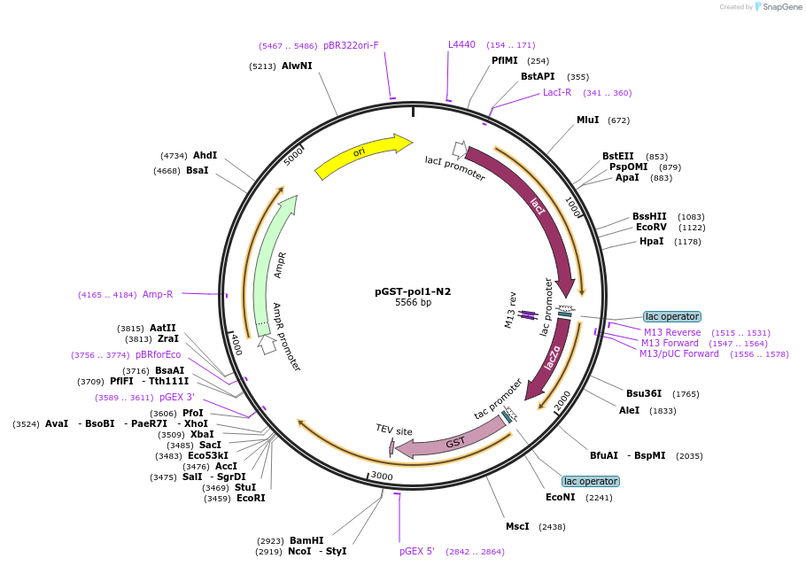 160989-plasmid-map-sequence-id-318084