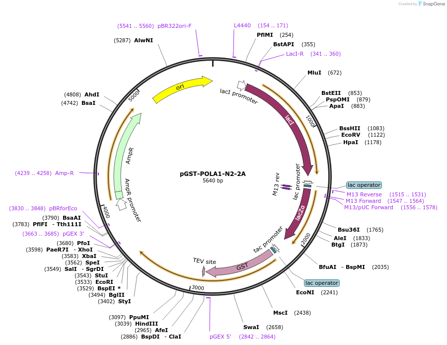 160987-plasmid-map-sequence-id-318091